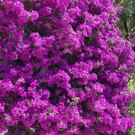 Holiday home Calanca - Domaine La Raggia